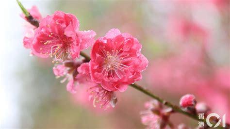 帶刺植物風水|風水｜6種盆栽可招財 專家揭5大禁忌 擺這種花吸走財 